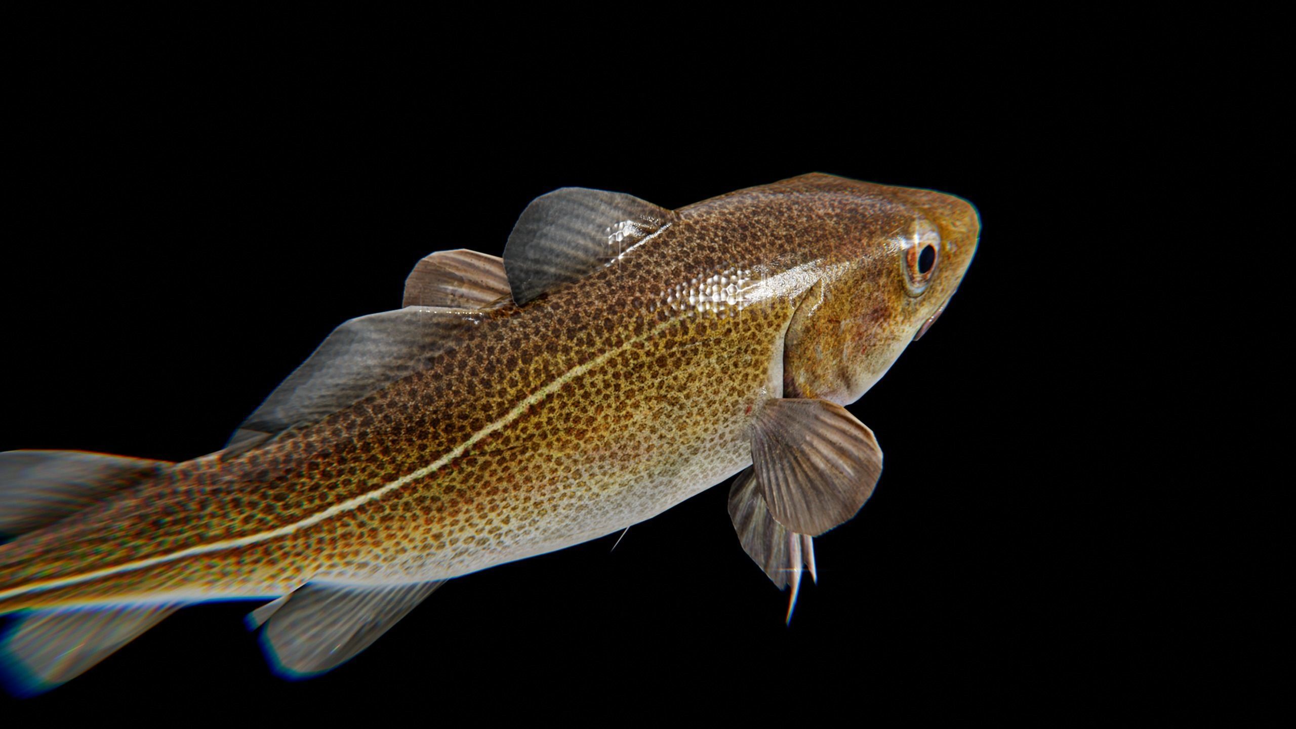 Cod Atlantic - Saltwater Fish Low-poly 3D model_10