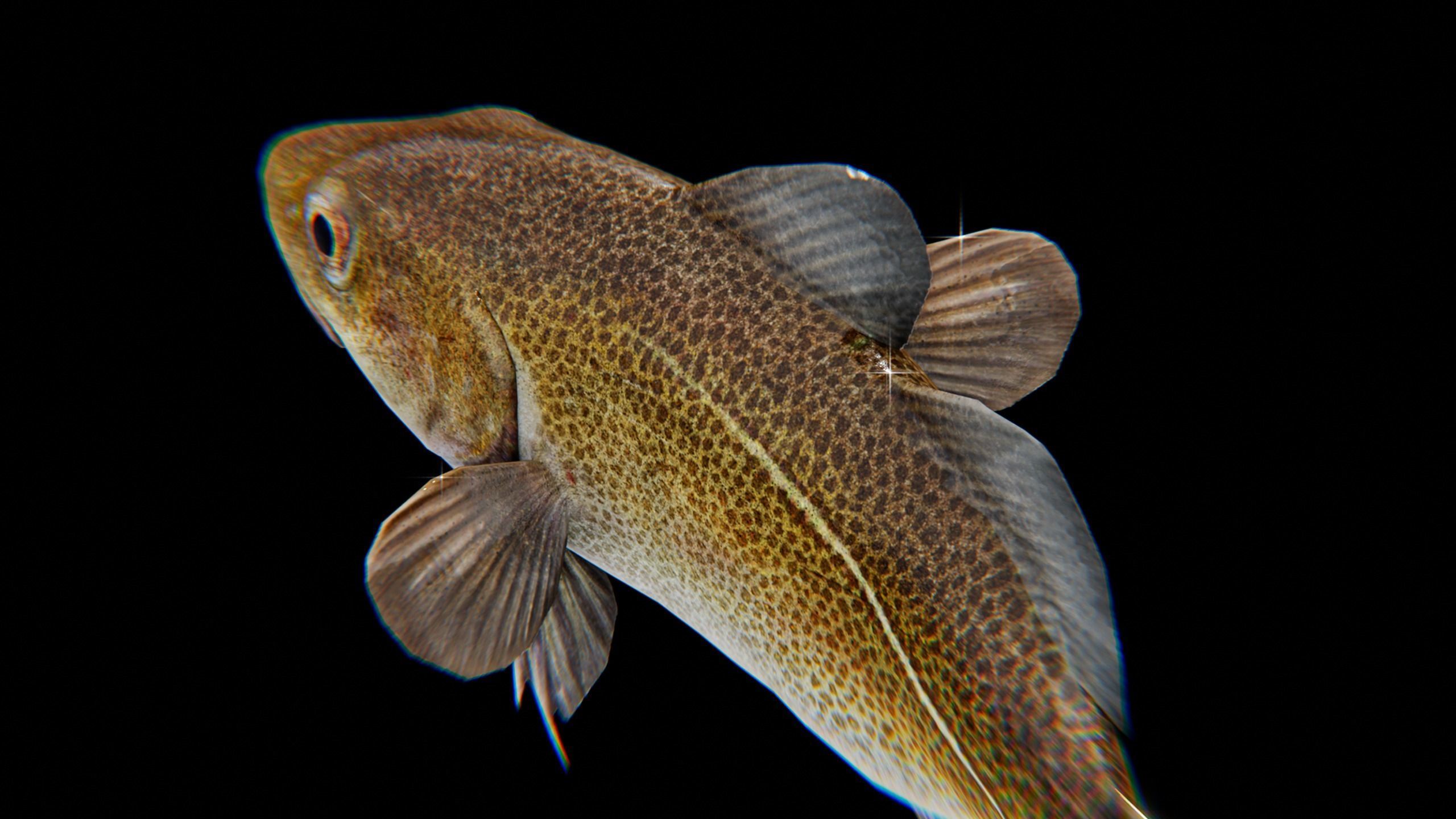 Cod Atlantic - Saltwater Fish Low-poly 3D model_9