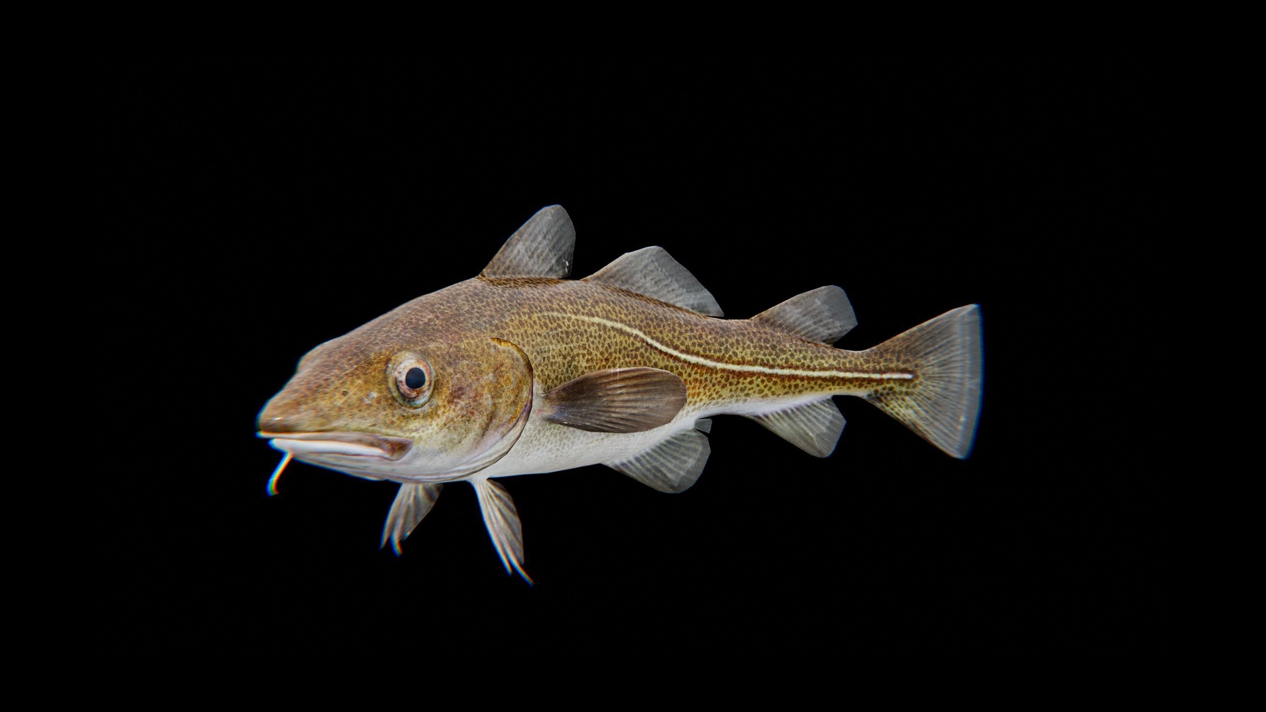 Cod Atlantic - Saltwater Fish Low-poly 3D model_15