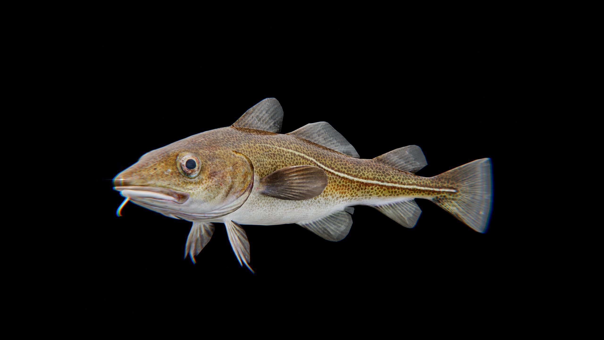 Cod Atlantic - Saltwater Fish Low-poly 3D model_16