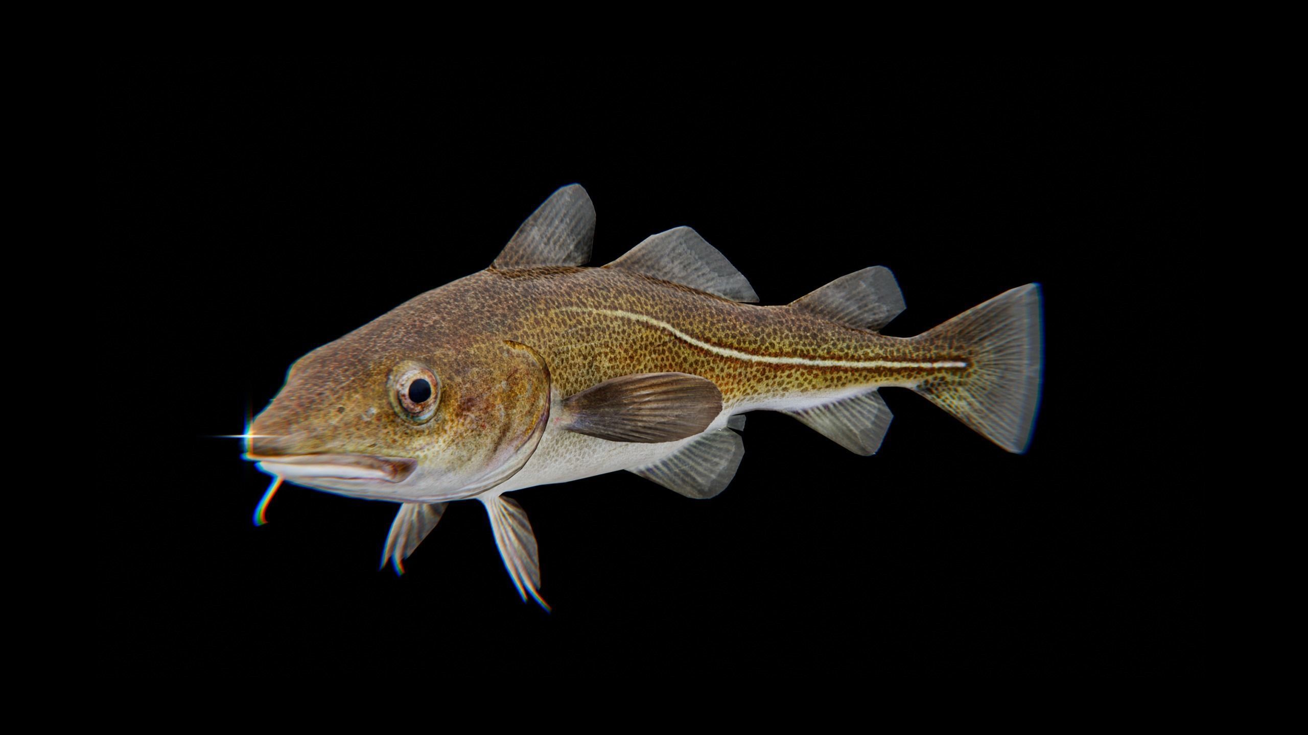 Cod Atlantic - Saltwater Fish Low-poly 3D model_7