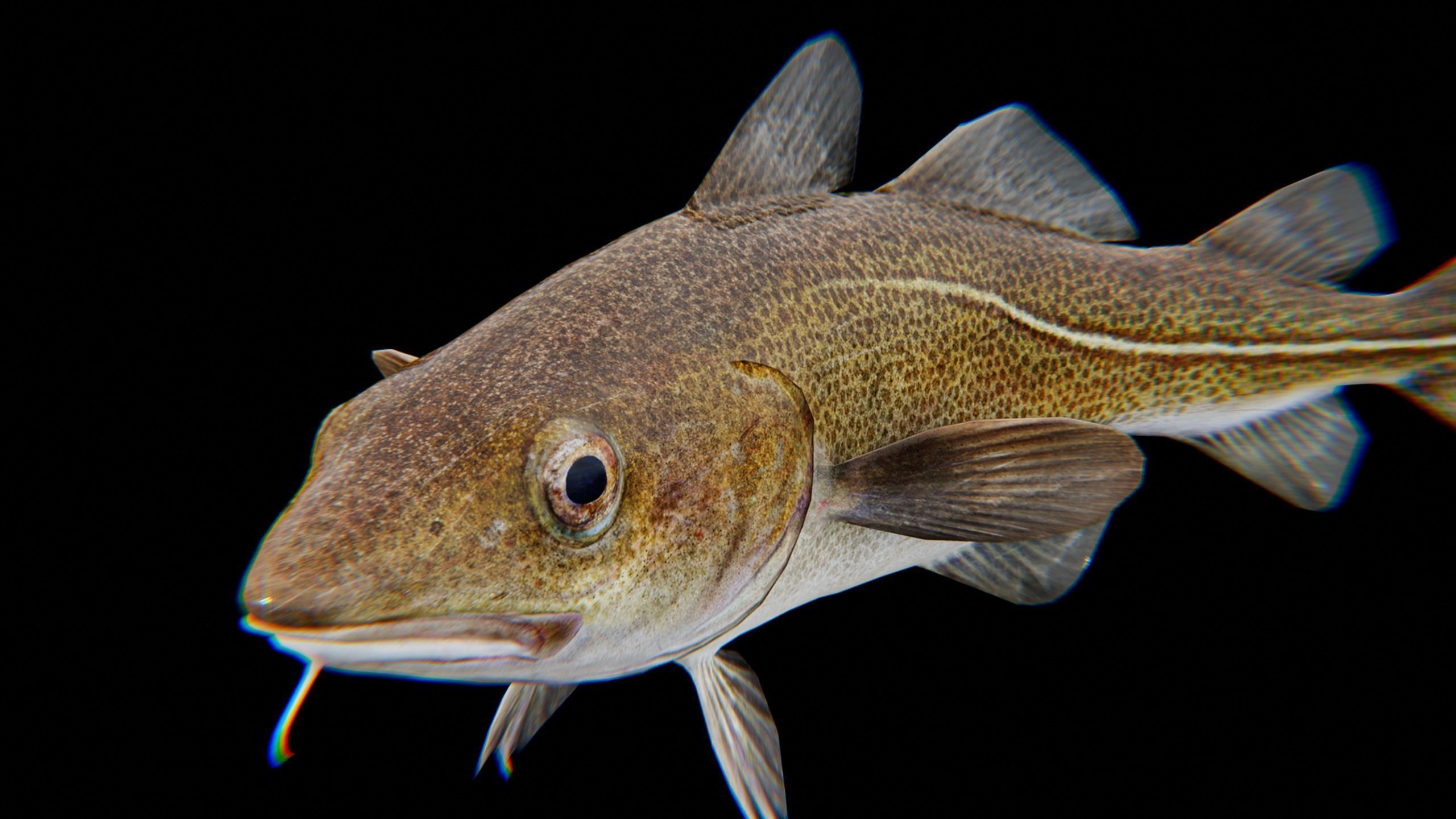 Cod Atlantic - Saltwater Fish Low-poly 3D model_8