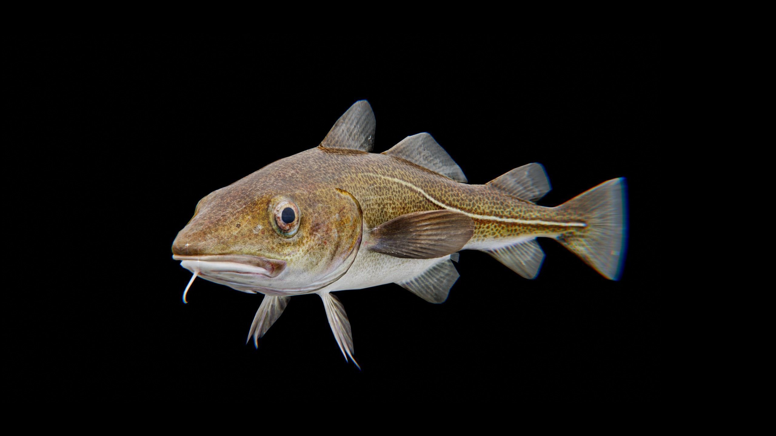 Cod Atlantic - Saltwater Fish Low-poly 3D model_6
