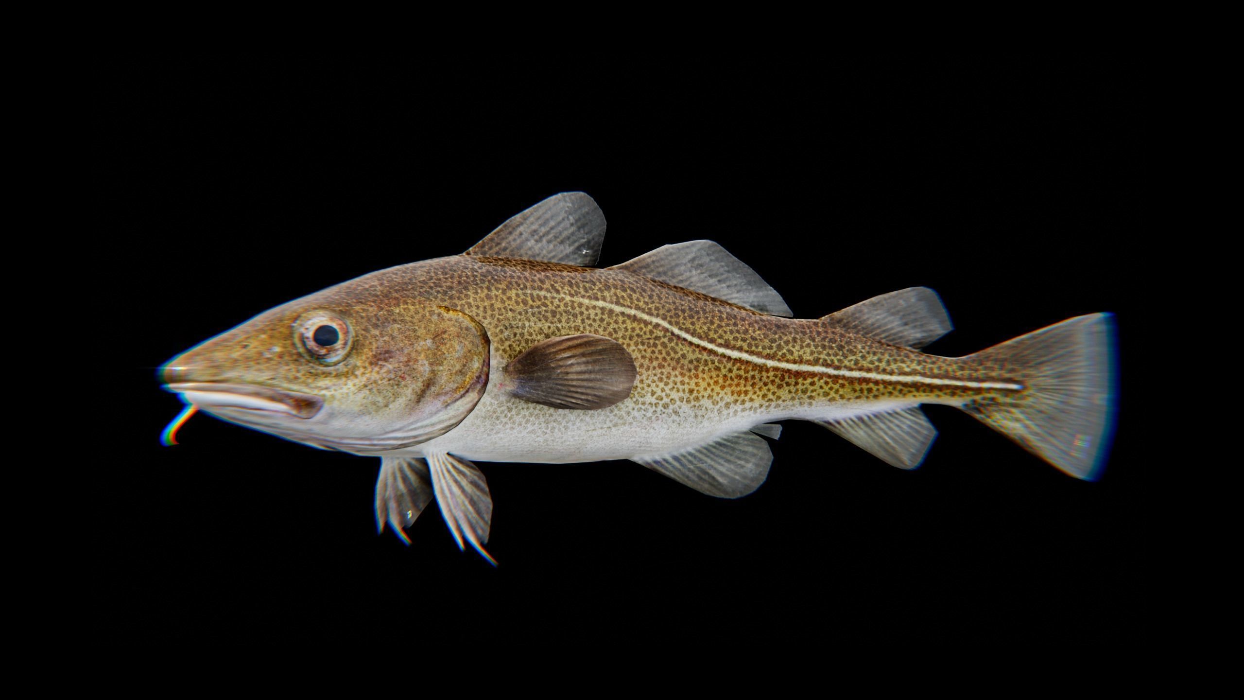 Cod Atlantic - Saltwater Fish Low-poly 3D model_17
