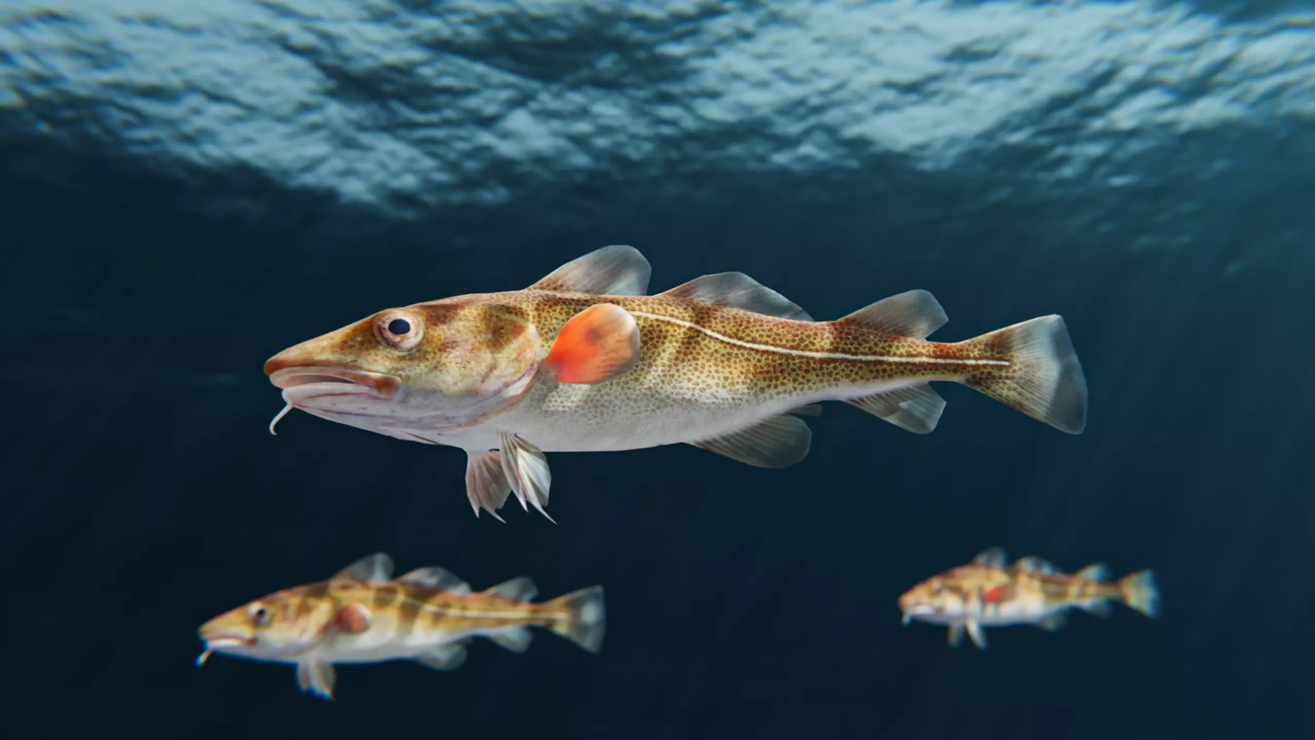 Cod Atlantic - Saltwater Fish Low-poly 3D model_0