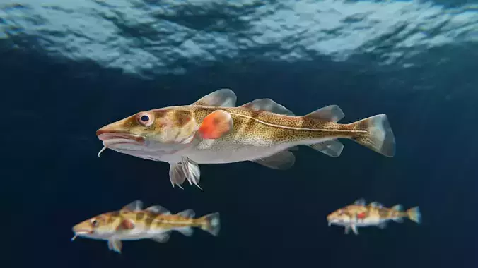 Cod Atlantic - Saltwater Fish Low-poly 3D model