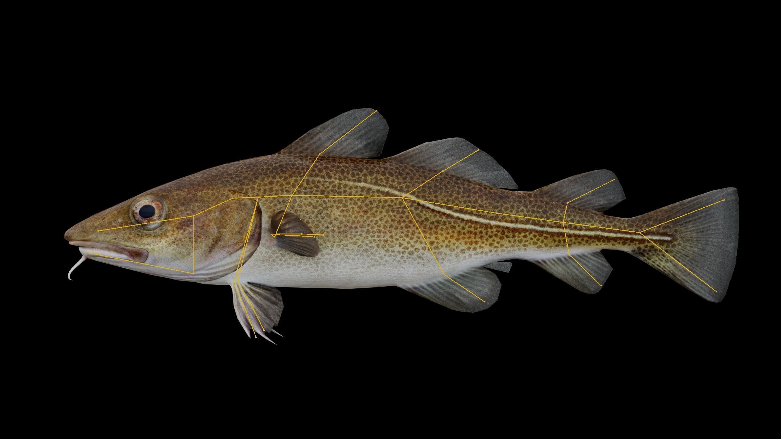 Cod Atlantic - Saltwater Fish Low-poly 3D model_11