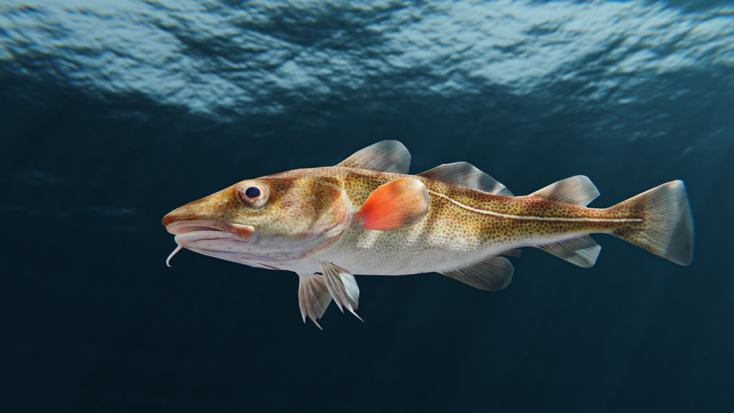 Cod Atlantic - Saltwater Fish Low-poly 3D model_3