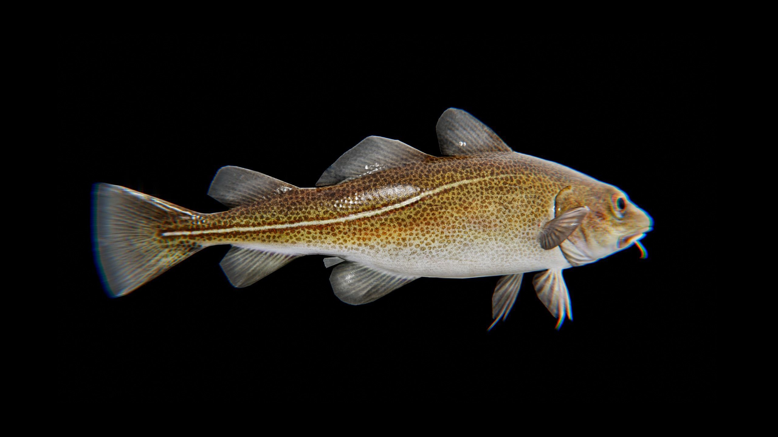 Cod Atlantic - Saltwater Fish Low-poly 3D model_19