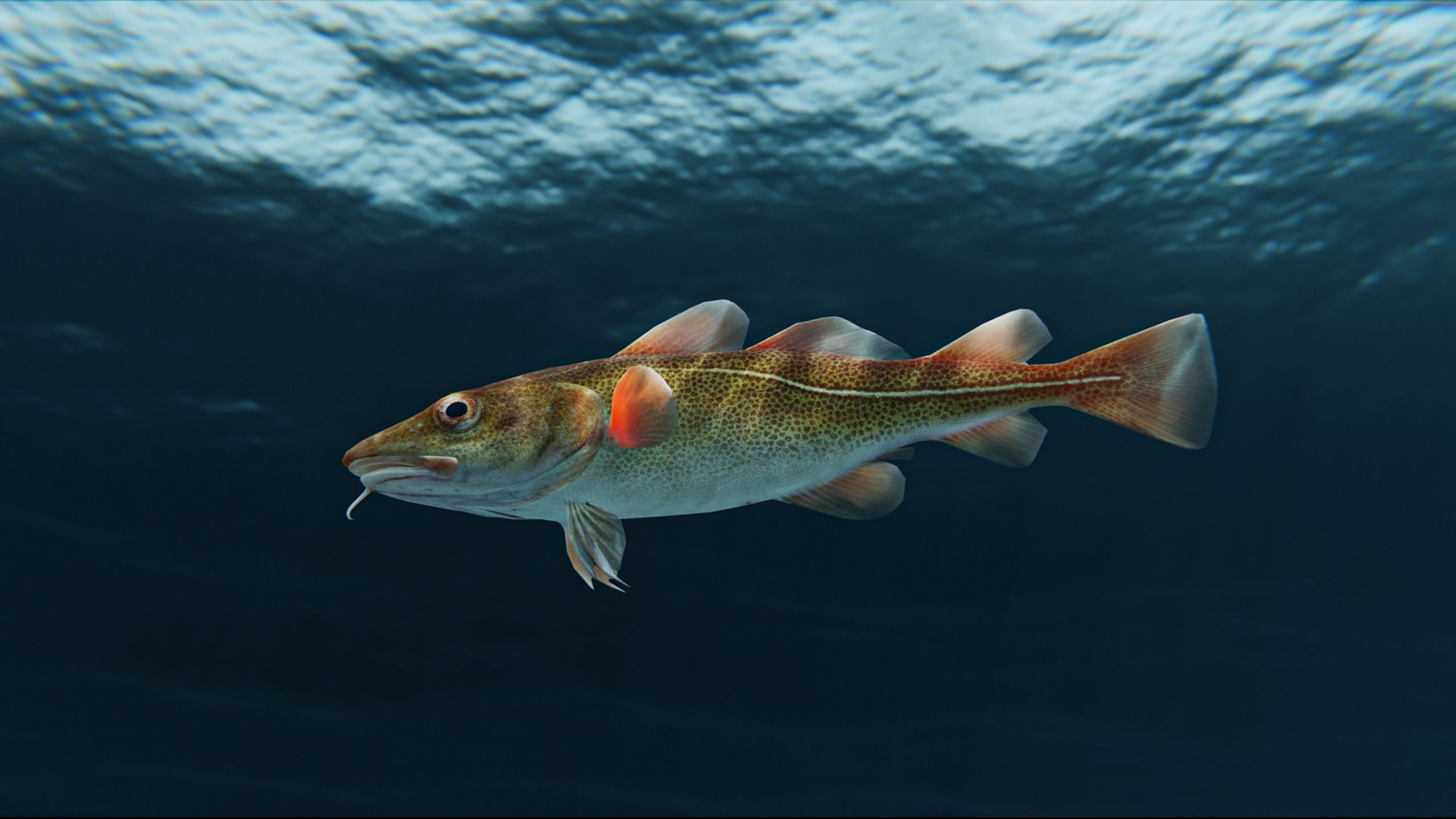 Cod Atlantic - Saltwater Fish Low-poly 3D model_2