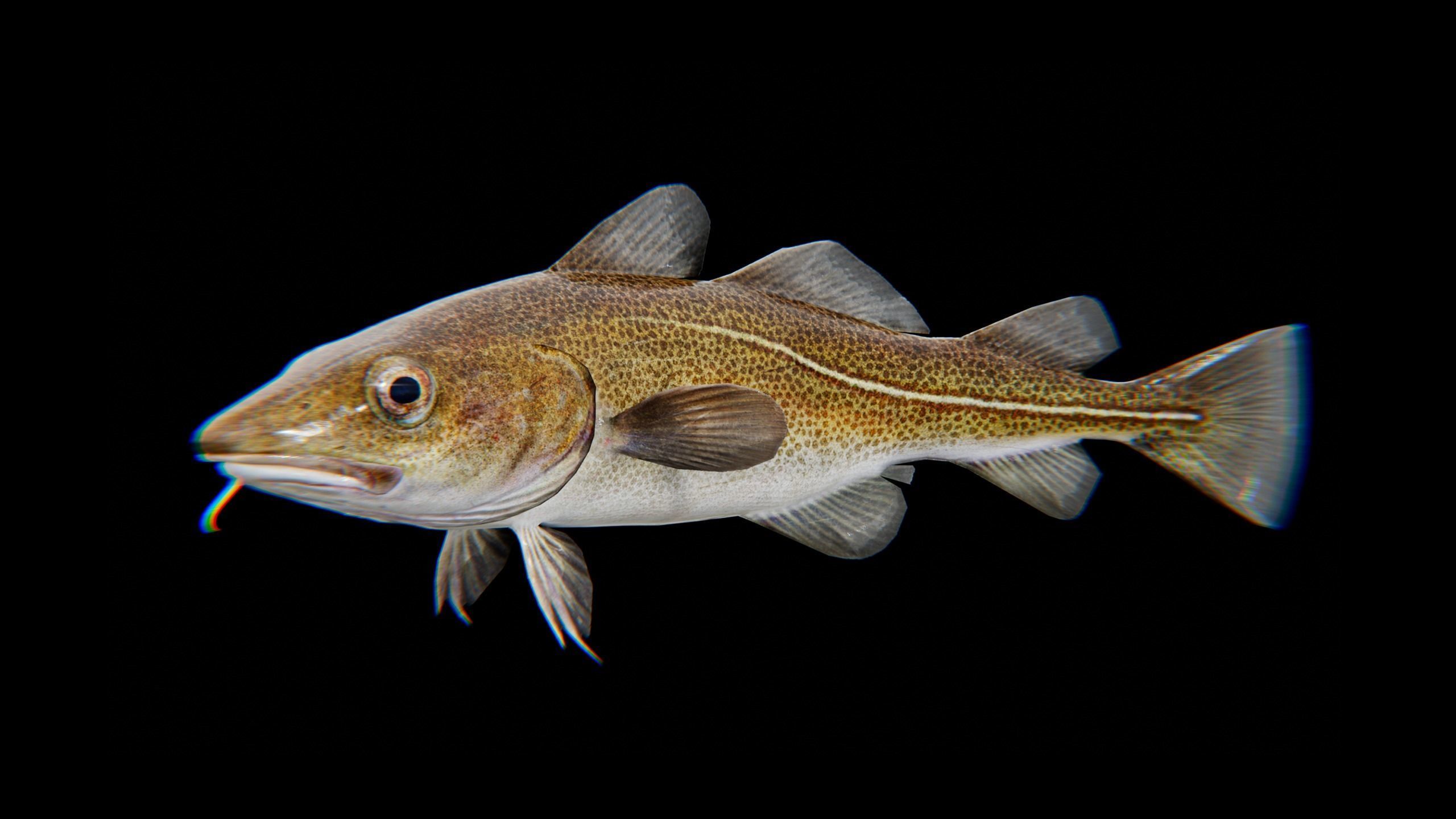 Cod Atlantic - Saltwater Fish Low-poly 3D model_18