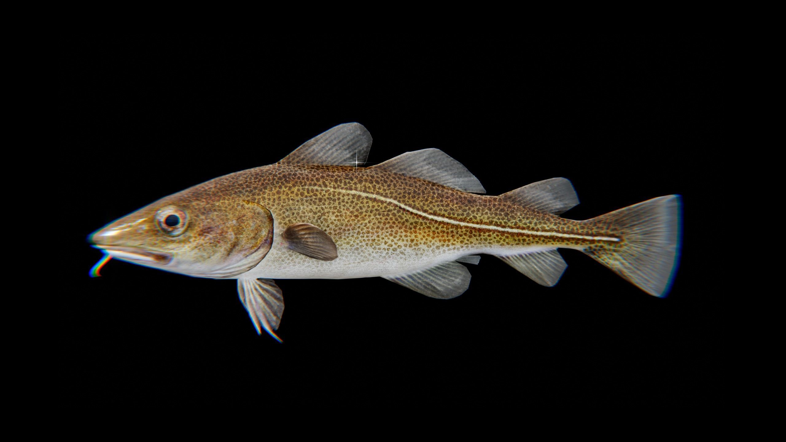 Cod Atlantic - Saltwater Fish Low-poly 3D model_14