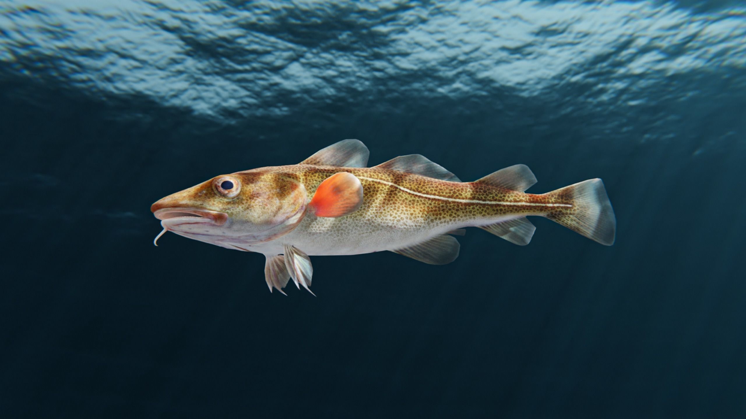 Cod Atlantic - Saltwater Fish Low-poly 3D model_5