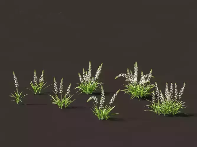 Camassia leichtlinii - Wild Hyacinth