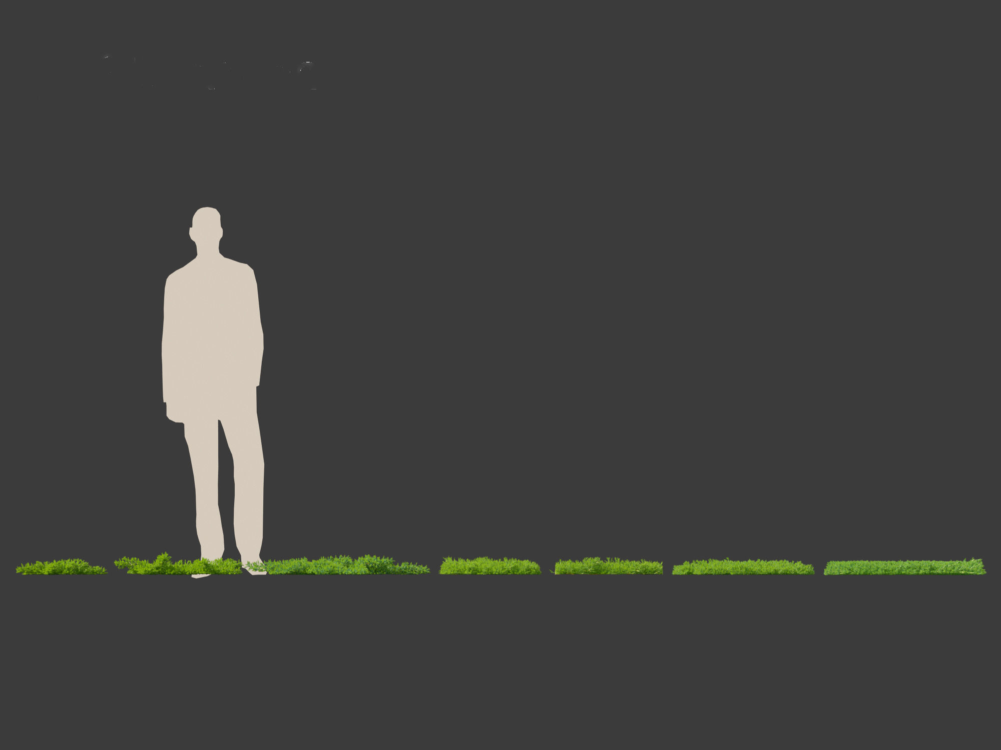 Juniperus procumbens - Japanese garden juniper 3D model_3