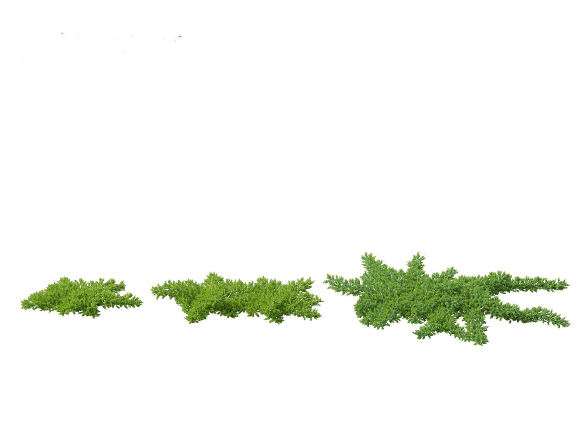 Juniperus procumbens - Japanese garden juniper 3D model_5