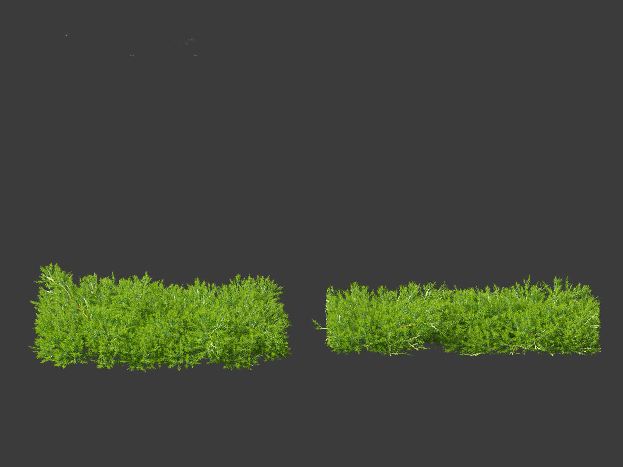 Juniperus procumbens - Japanese garden juniper 3D model_6