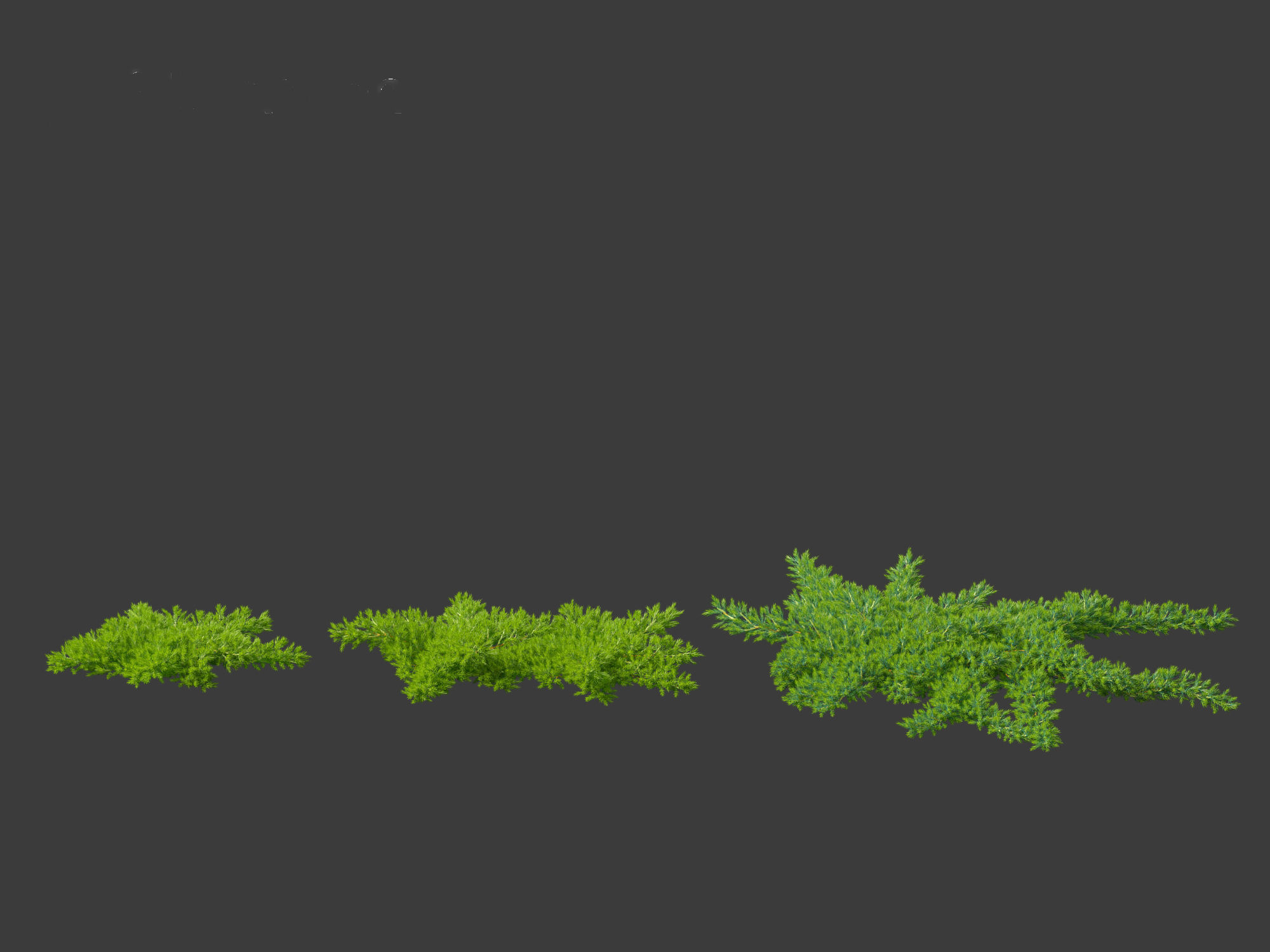 Juniperus procumbens - Japanese garden juniper 3D model_4
