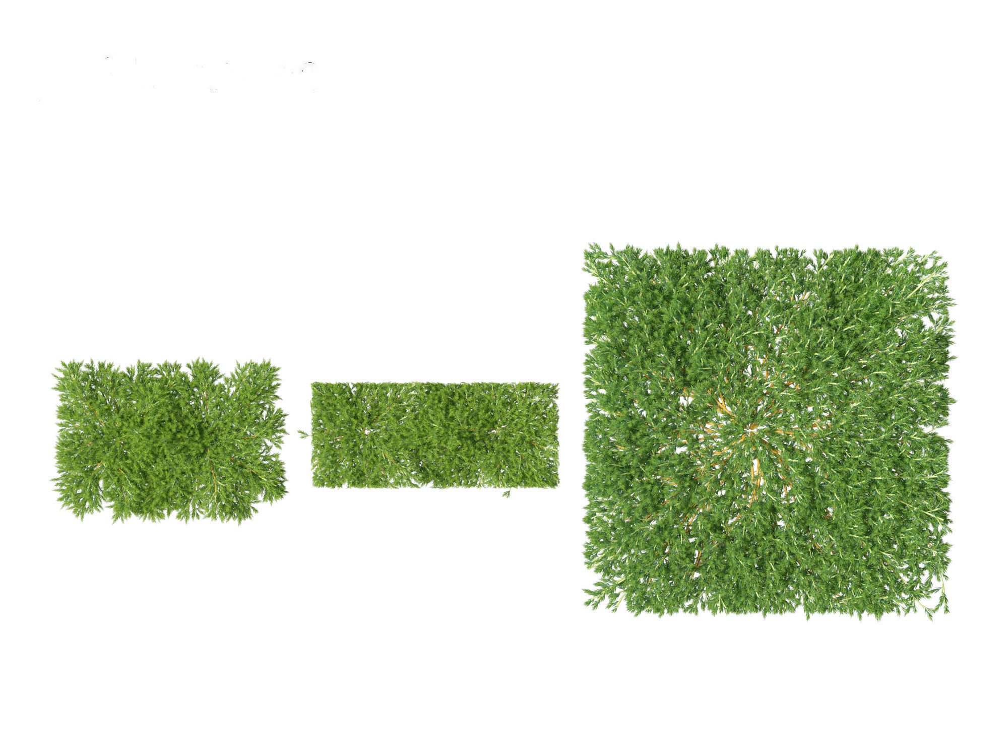 Juniperus procumbens - Japanese garden juniper 3D model_2