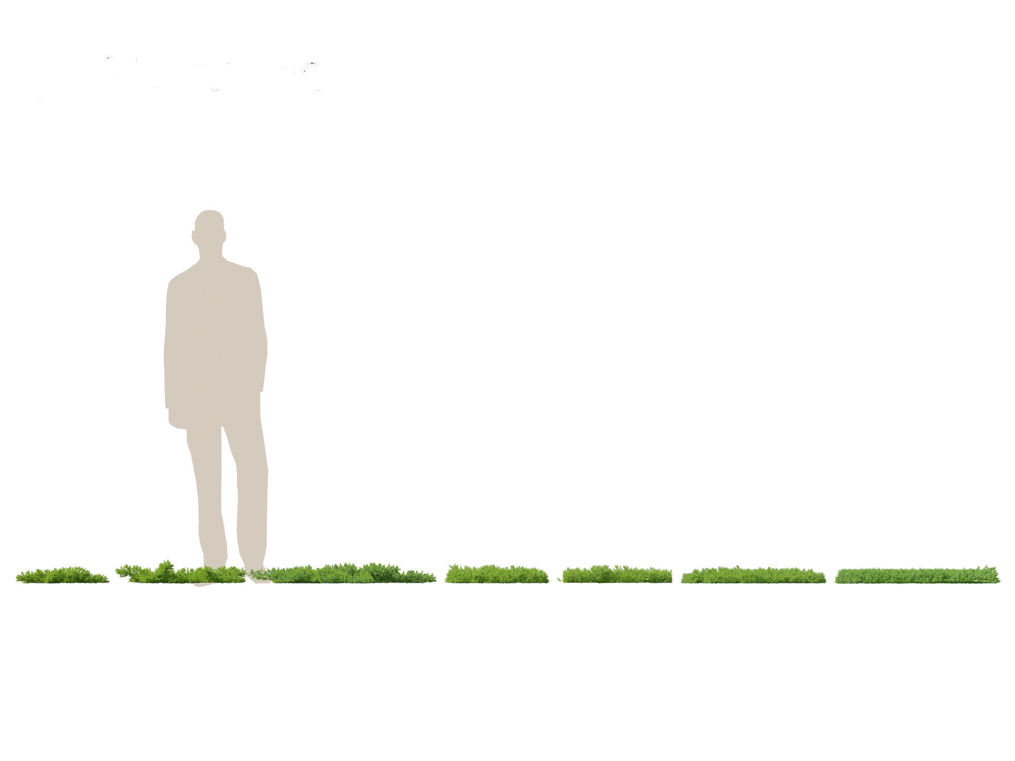 Juniperus procumbens - Japanese garden juniper 3D model_1