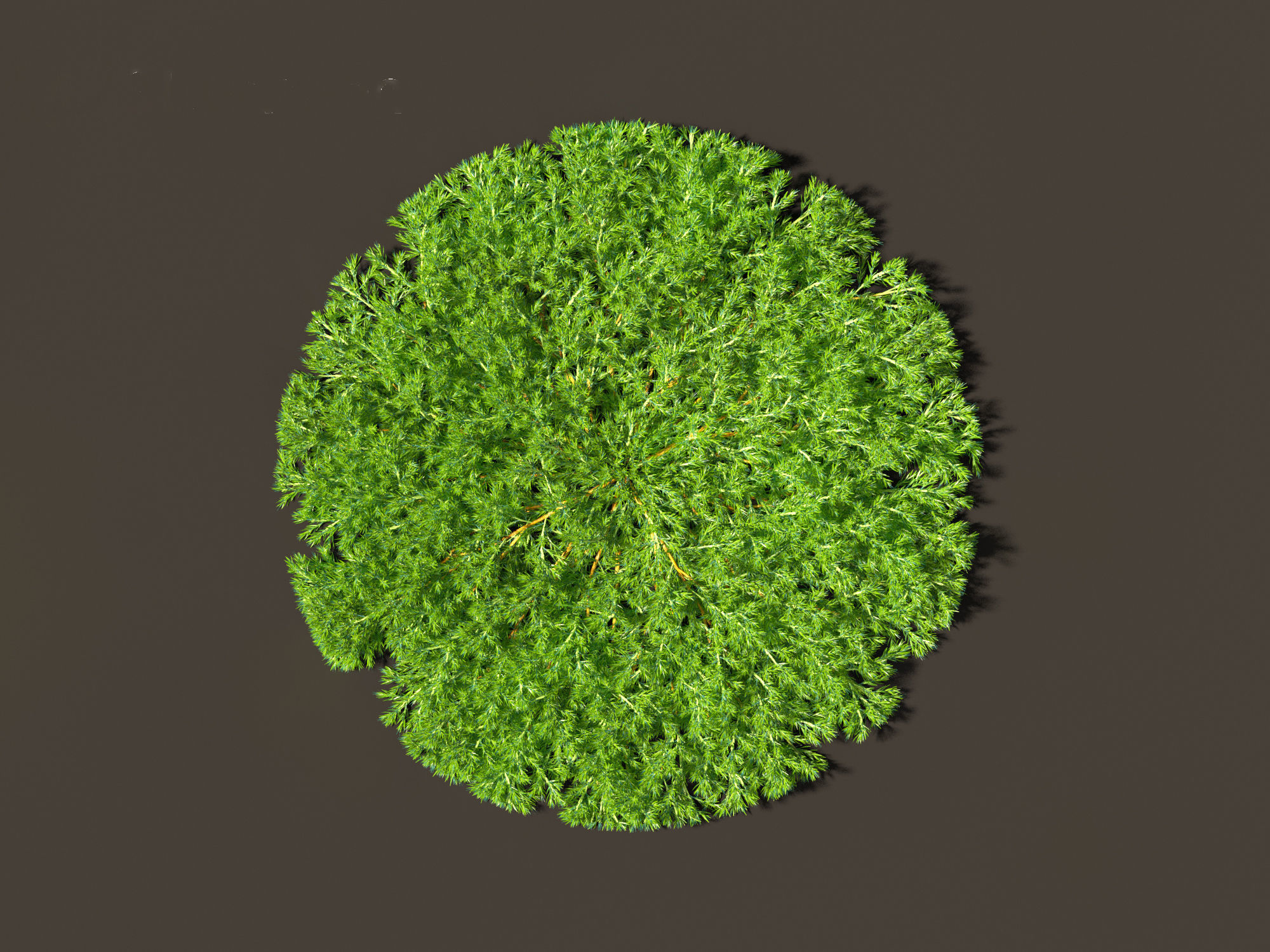 Juniperus procumbens - Japanese garden juniper 3D model_8