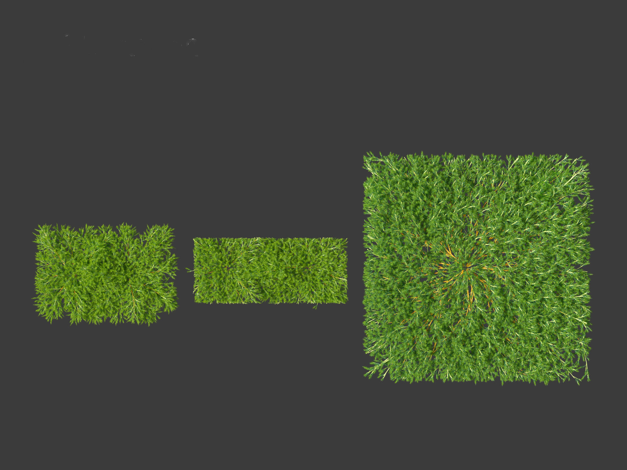 Juniperus procumbens - Japanese garden juniper 3D model_9