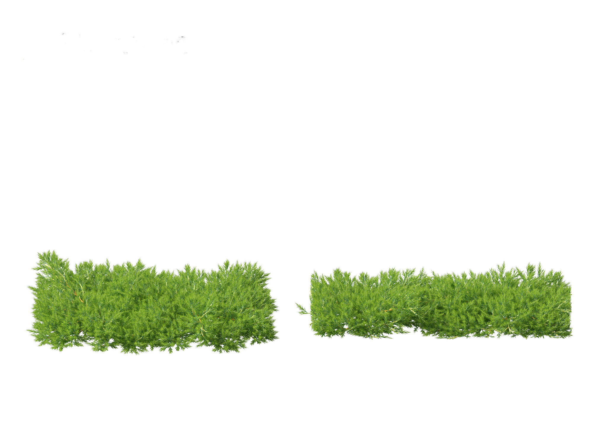 Juniperus procumbens - Japanese garden juniper 3D model_7