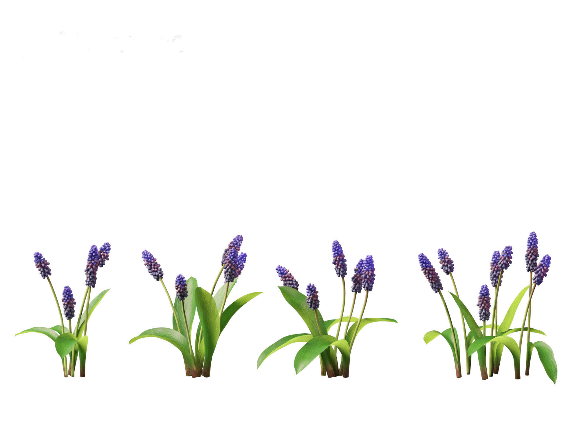 muscari latifolium - Grape Hyacinth 3D model_12