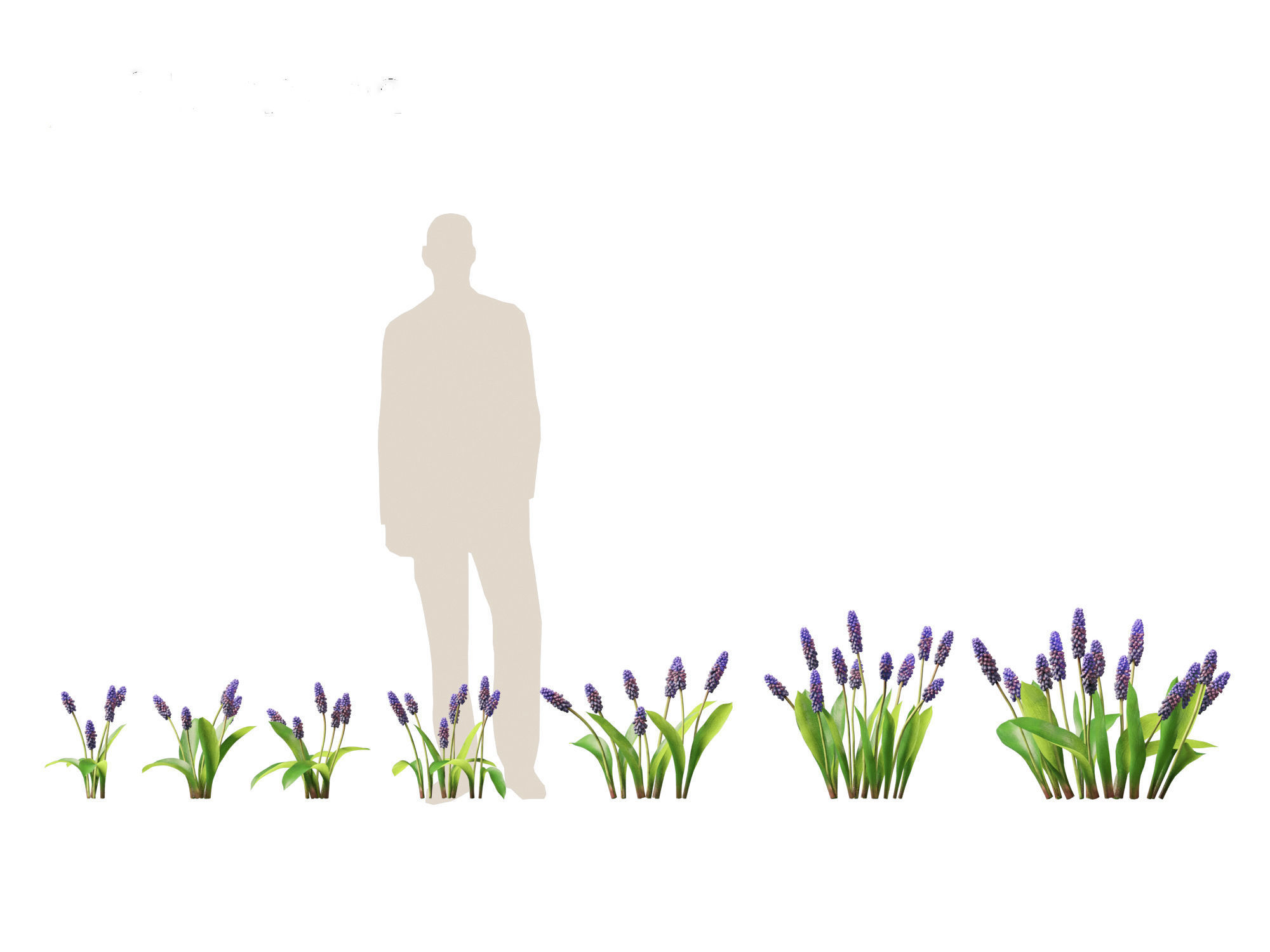 muscari latifolium - Grape Hyacinth 3D model_1