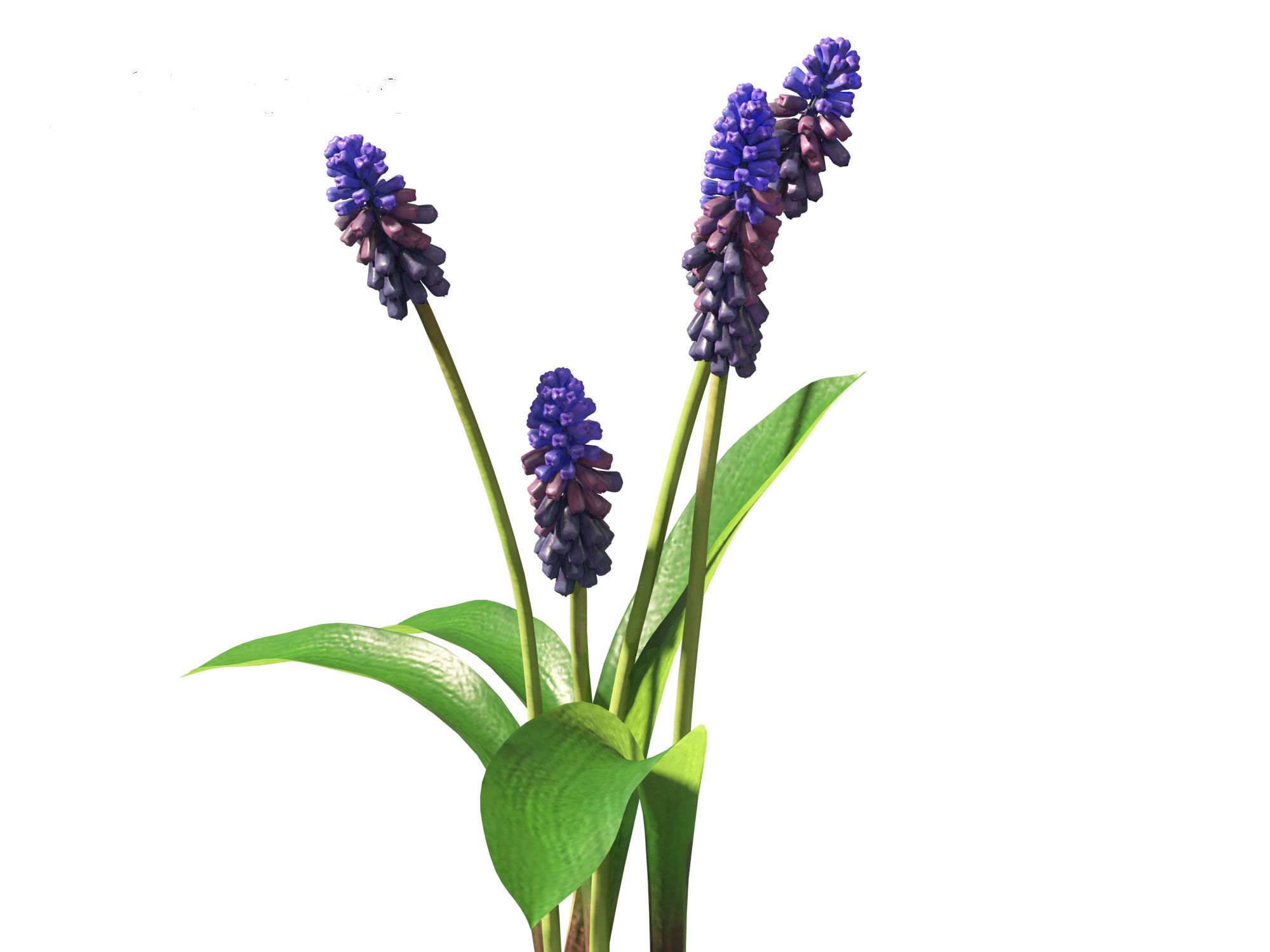 muscari latifolium - Grape Hyacinth 3D model_5