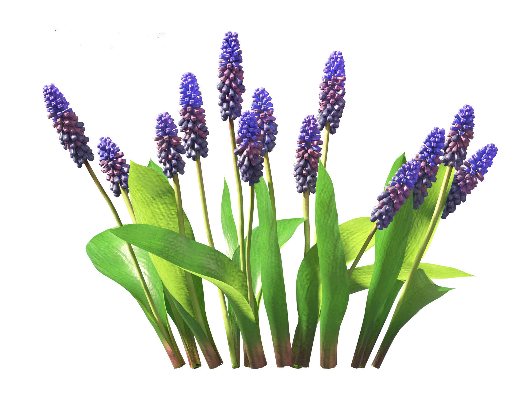 muscari latifolium - Grape Hyacinth 3D model_8