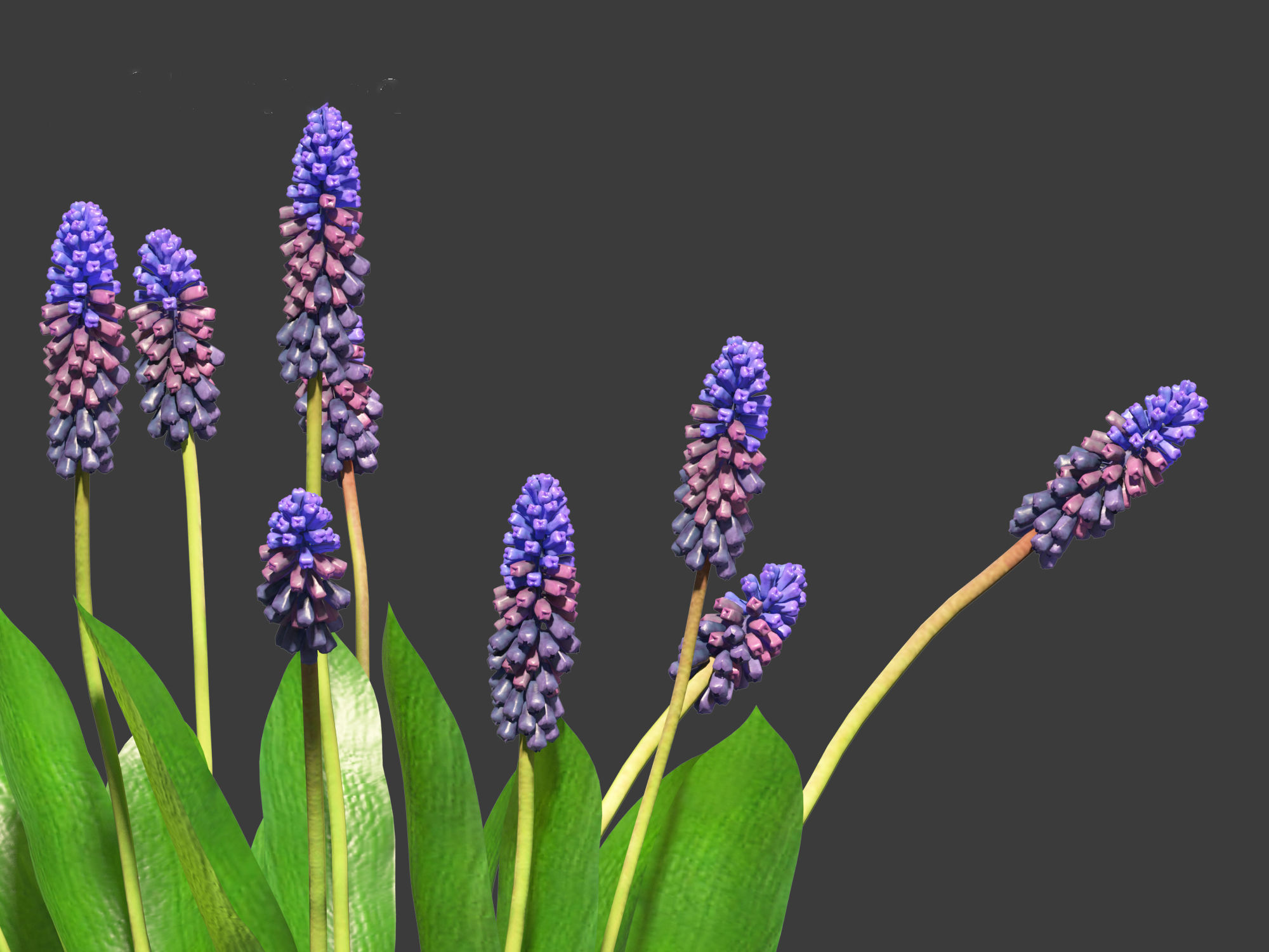 muscari latifolium - Grape Hyacinth 3D model_10