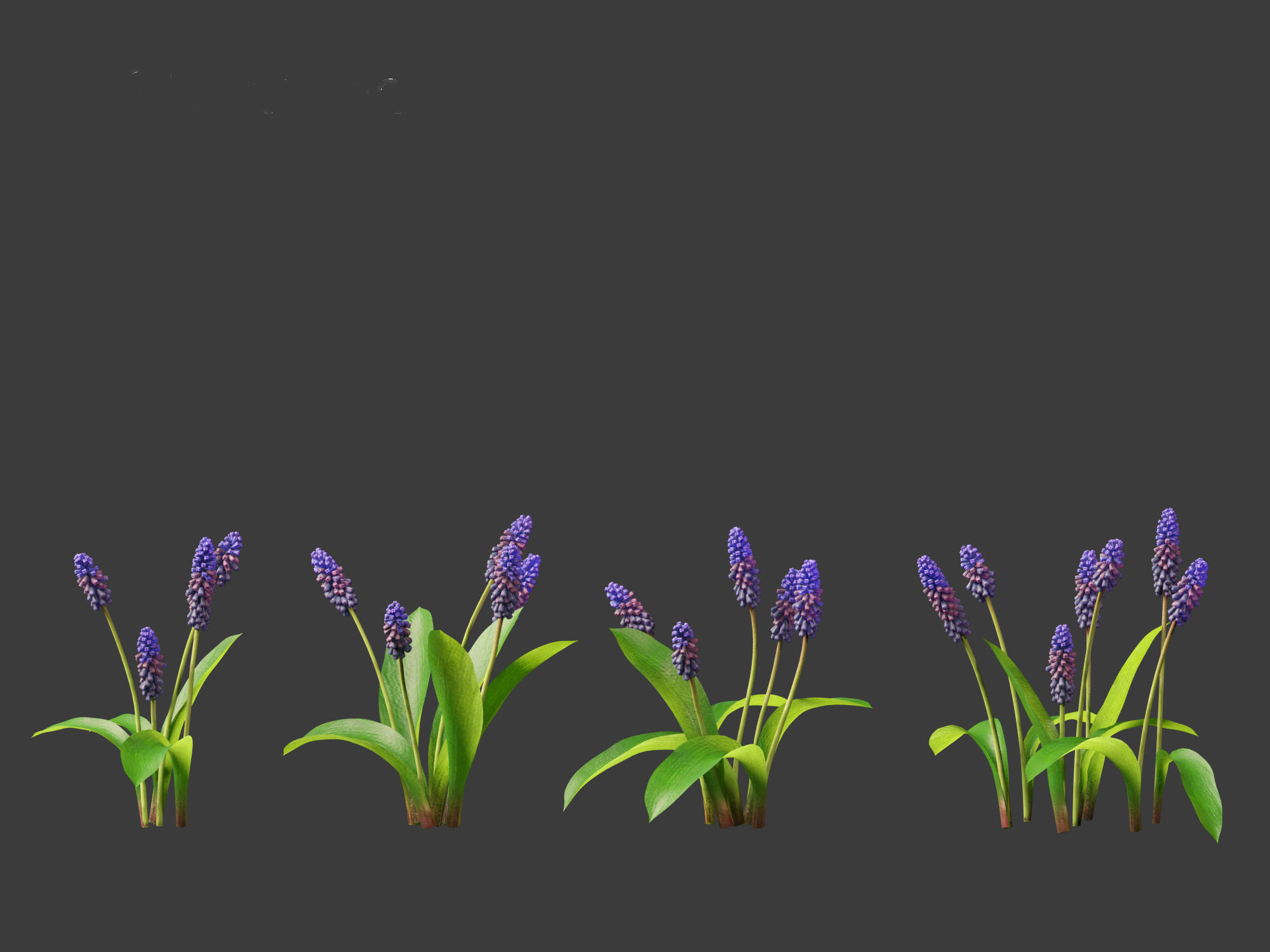 muscari latifolium - Grape Hyacinth 3D model_11
