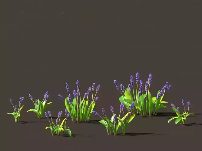 muscari latifolium - Grape Hyacinth