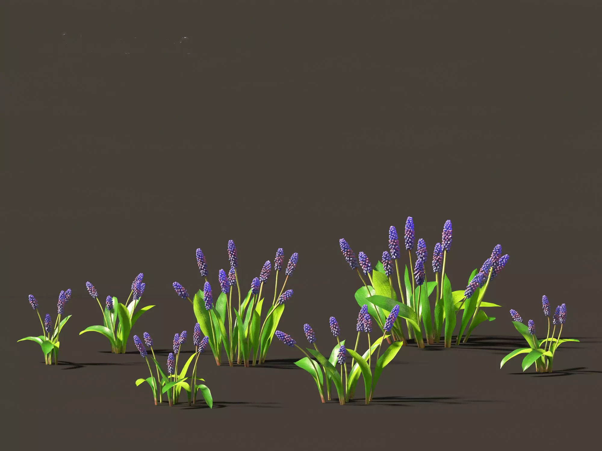 muscari latifolium - Grape Hyacinth 3D model_0