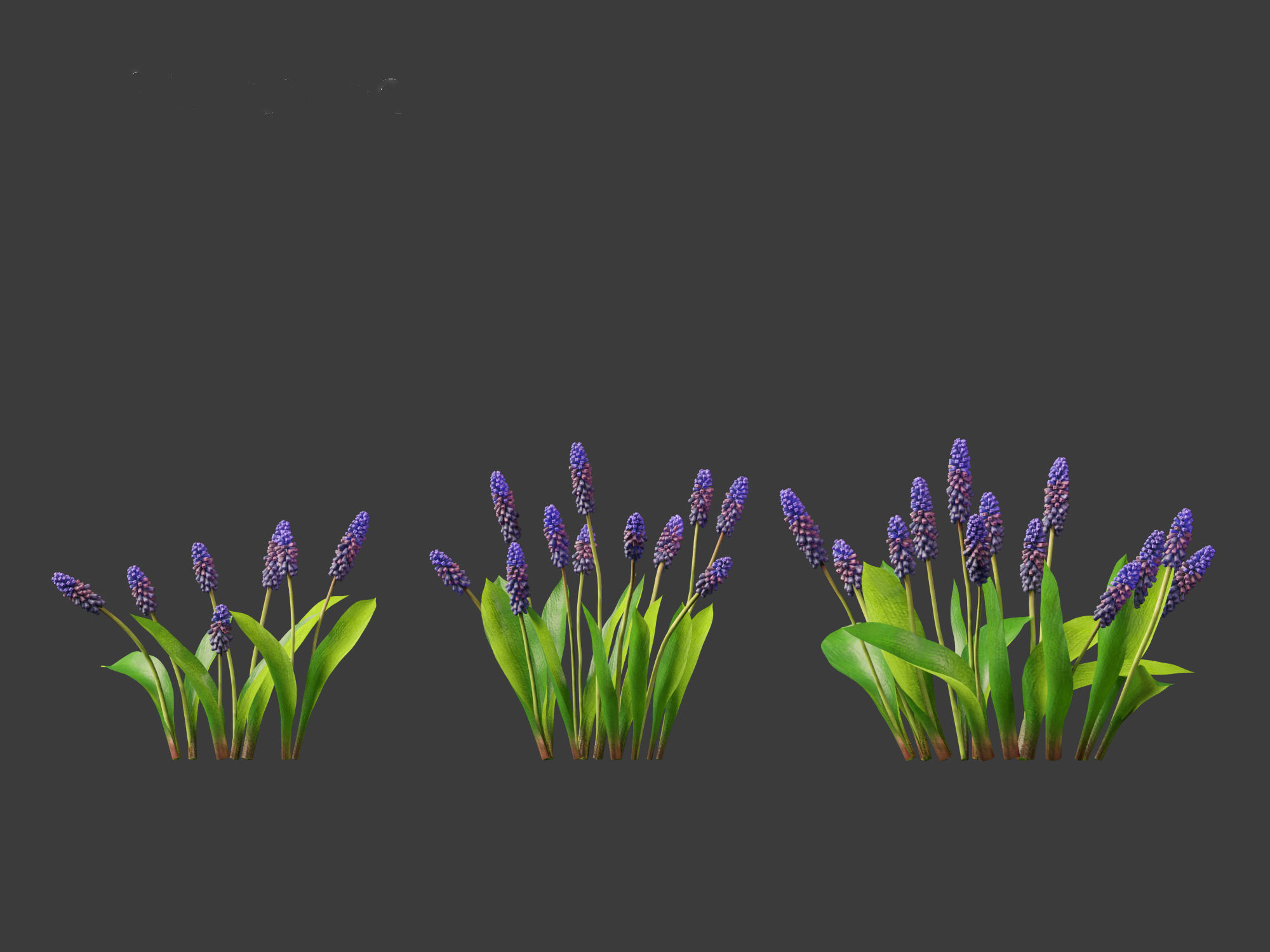 muscari latifolium - Grape Hyacinth 3D model_3