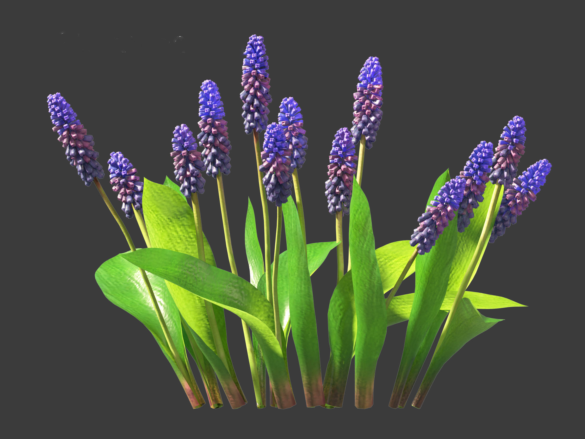 muscari latifolium - Grape Hyacinth 3D model_7