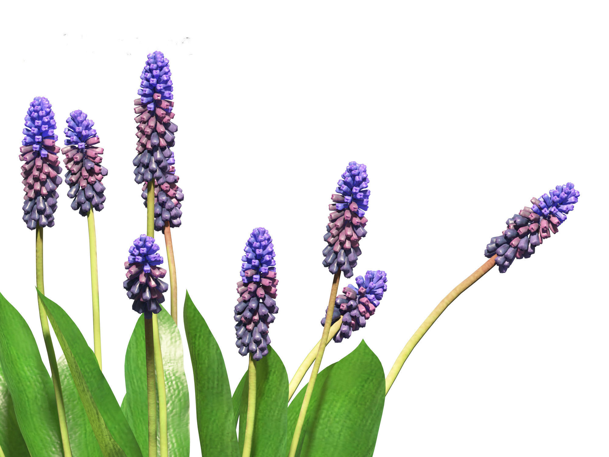 muscari latifolium - Grape Hyacinth 3D model_9