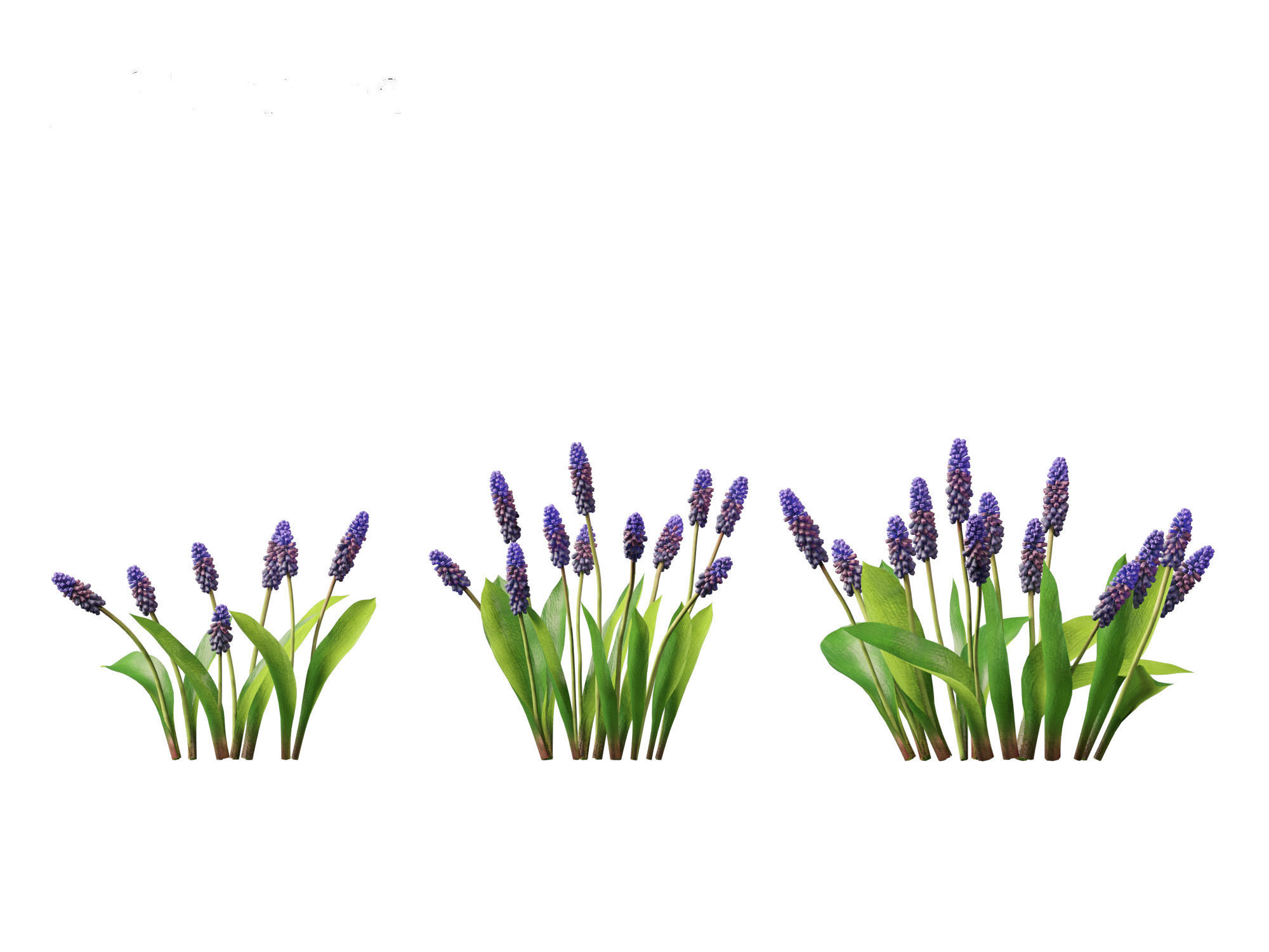 muscari latifolium - Grape Hyacinth 3D model_2