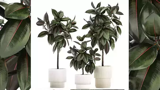 Small ornamental trees in pots with Ficus elastica 1432