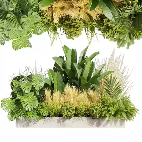 Collection plant vol 539 - garden - pampas - banana - mostera 
