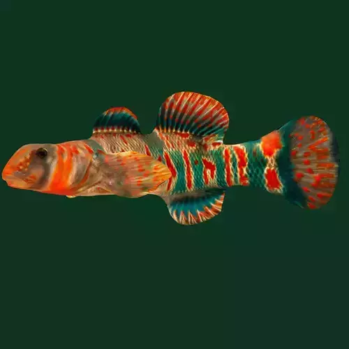 Candy Darter Fish Low-poly 3D model