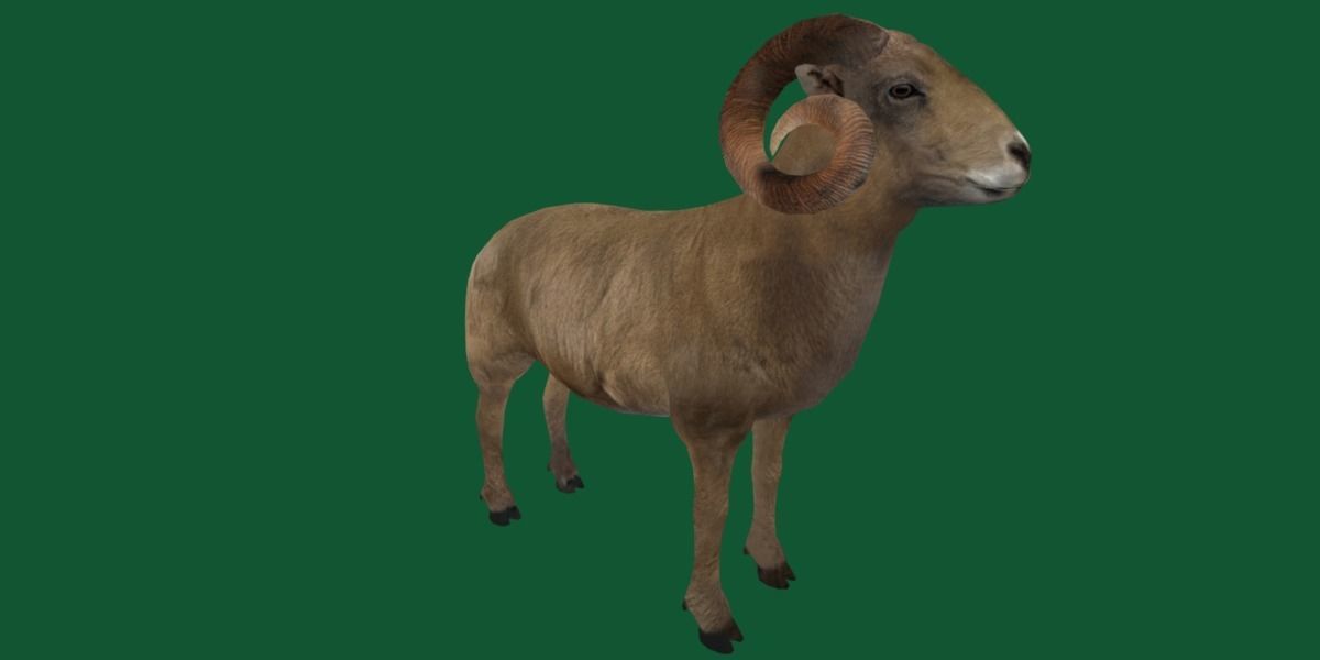 Desert Bighorn Sheep Low-poly 3D model_20