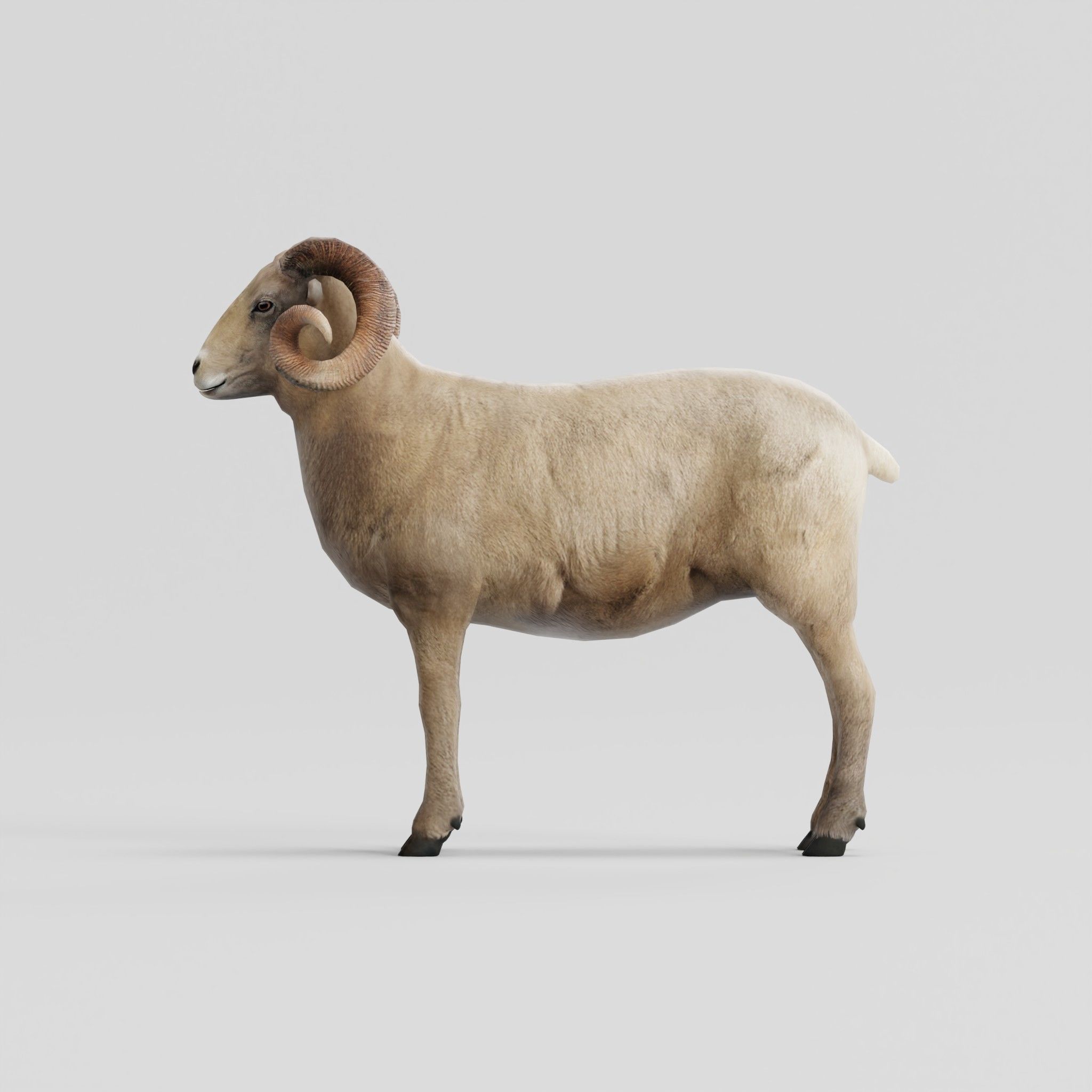 Desert Bighorn Sheep Low-poly 3D model_4