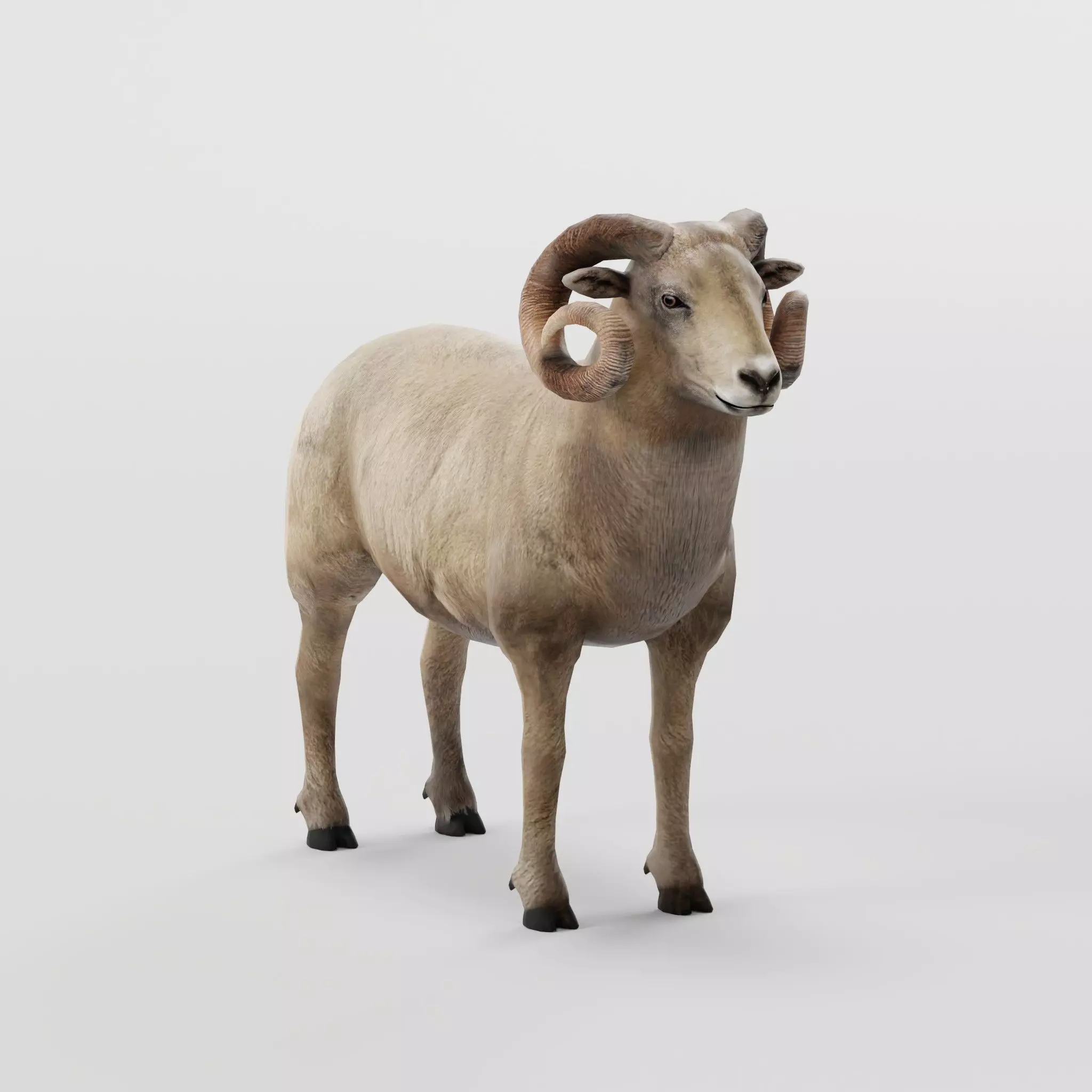 Desert Bighorn Sheep Low-poly 3D model_0