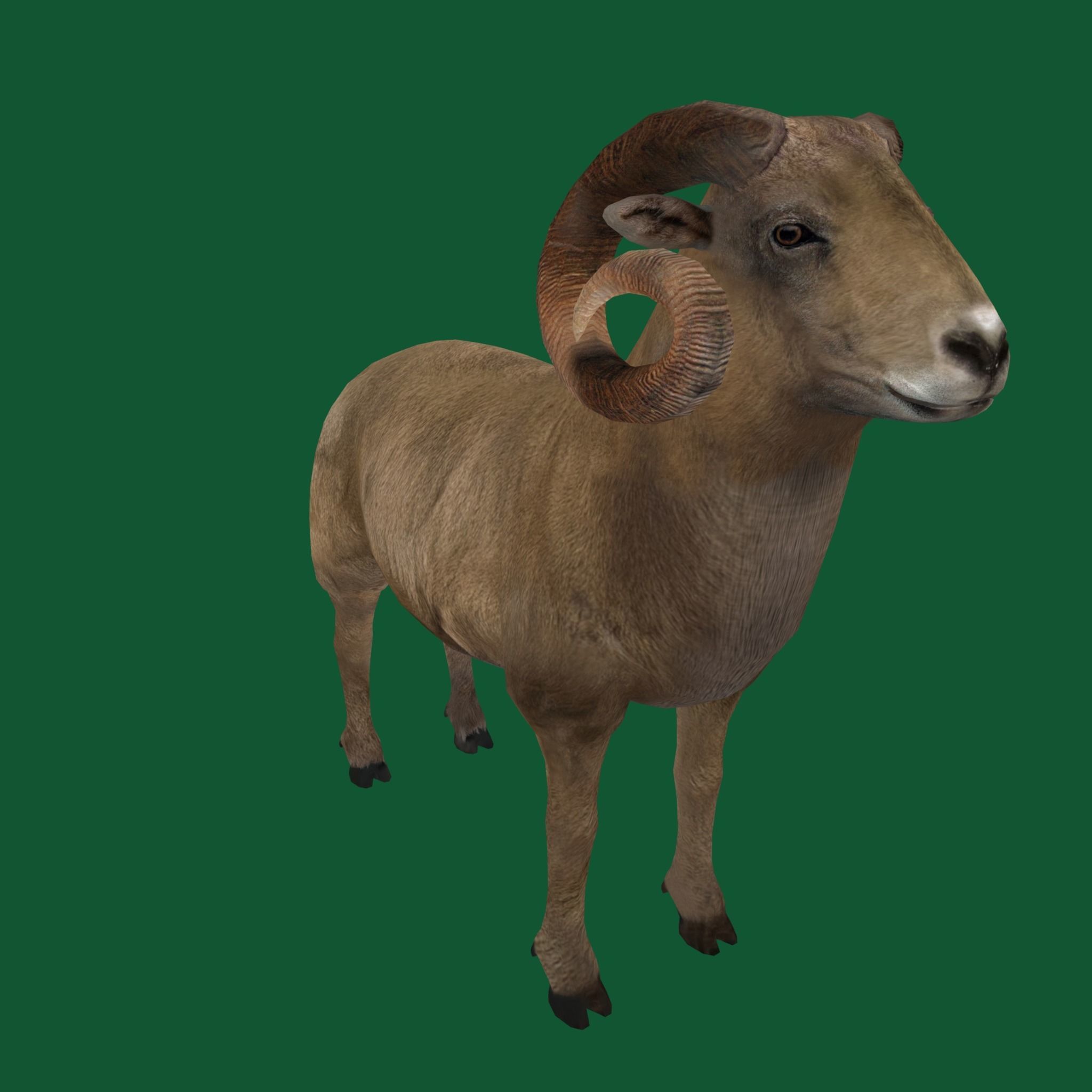 Desert Bighorn Sheep Low-poly 3D model_13