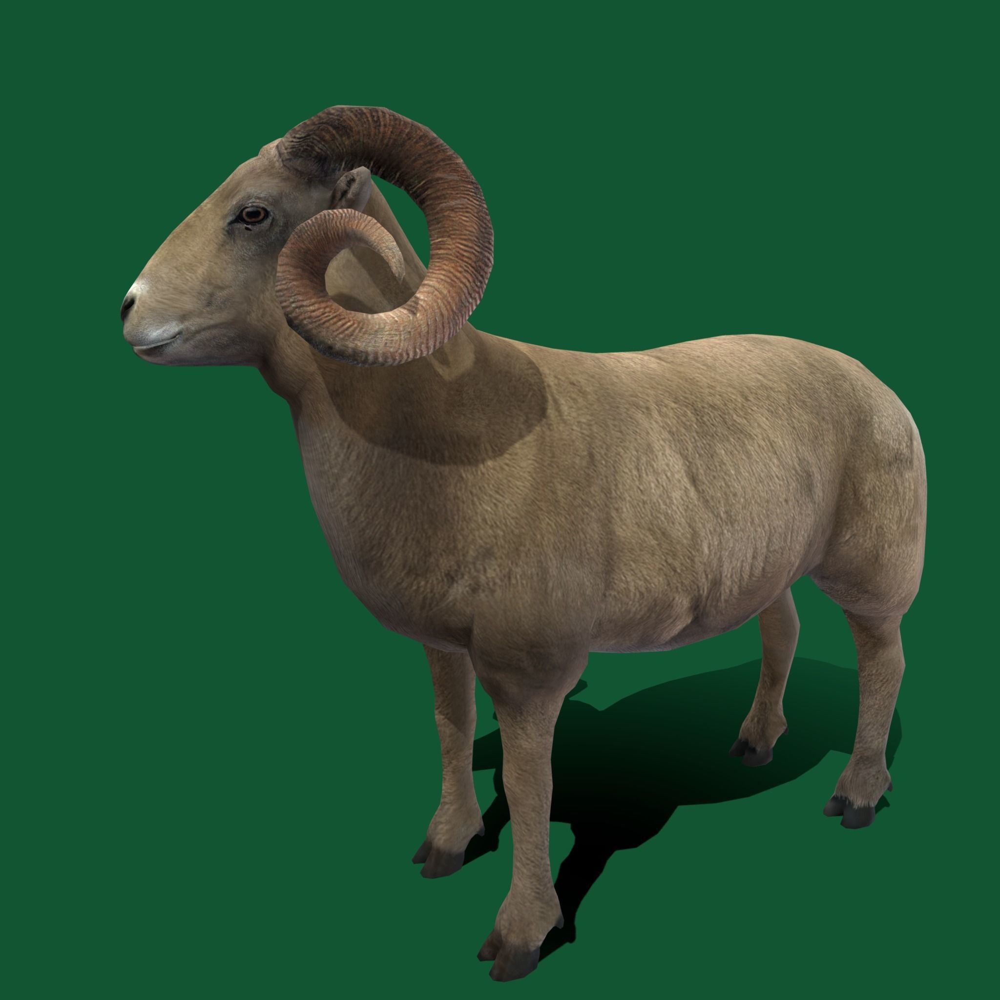 Desert Bighorn Sheep Low-poly 3D model_14