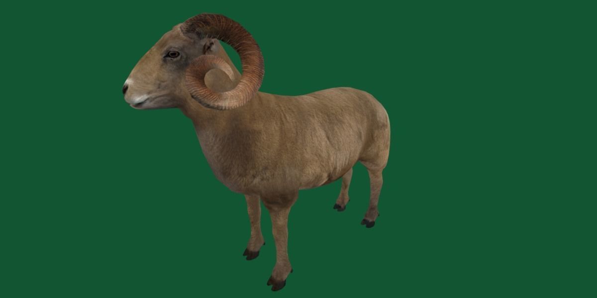 Desert Bighorn Sheep Low-poly 3D model_21