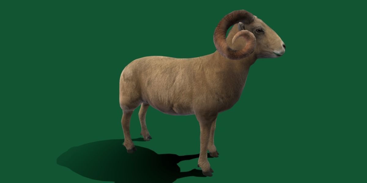 Desert Bighorn Sheep Low-poly 3D model_6