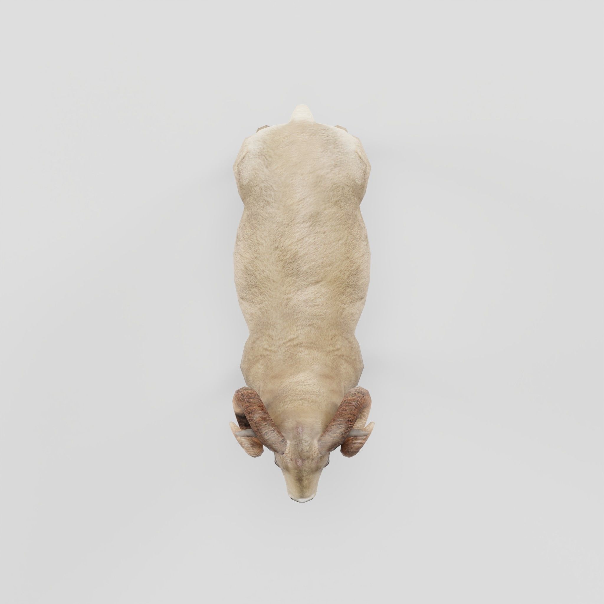 Desert Bighorn Sheep Low-poly 3D model_5